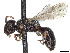  (Hylaeus georgicus - CCDB-37882-B01)  @11 [ ] CreativeCommons - Attribution Share - Alike (2024) CBG Photography Group Centre for Biodiversity Genomics