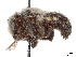  (Anthidium atripes - CCDB-37882-B05)  @11 [ ] CreativeCommons - Attribution Share - Alike (2024) CBG Photography Group Centre for Biodiversity Genomics