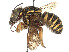  ( - CCDB-37882-B09)  @11 [ ] CreativeCommons - Attribution Share - Alike (2024) CBG Photography Group Centre for Biodiversity Genomics