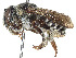  (Trachusa ridingsii - CCDB-37882-B10)  @11 [ ] CreativeCommons - Attribution Share - Alike (2024) CBG Photography Group Centre for Biodiversity Genomics