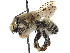  (Megachile comata - CCDB-37882-C01)  @11 [ ] CreativeCommons - Attribution Share - Alike (2024) CBG Photography Group Centre for Biodiversity Genomics