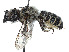 (Megachile davidsoni - CCDB-37882-C02)  @11 [ ] CreativeCommons - Attribution Share - Alike (2024) CBG Photography Group Centre for Biodiversity Genomics