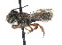  (Megachile pedalis - CCDB-37882-C04)  @11 [ ] CreativeCommons - Attribution Share - Alike (2024) CBG Photography Group Centre for Biodiversity Genomics