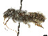  ( - CCDB-37882-C06)  @11 [ ] CreativeCommons - Attribution Share - Alike (2024) CBG Photography Group Centre for Biodiversity Genomics
