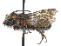  (Megachile trigonaspis - CCDB-37882-C08)  @11 [ ] CreativeCommons - Attribution Share - Alike (2024) CBG Photography Group Centre for Biodiversity Genomics