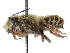 (Megachile vitraci - CCDB-37882-C09)  @11 [ ] CreativeCommons - Attribution Share - Alike (2024) CBG Photography Group Centre for Biodiversity Genomics