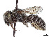  (Ashmeadiella maxima - CCDB-37882-C10)  @11 [ ] CreativeCommons - Attribution Share - Alike (2024) CBG Photography Group Centre for Biodiversity Genomics