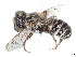  (Ashmeadiella prosopidis - CCDB-37882-C12)  @11 [ ] CreativeCommons - Attribution Share - Alike (2024) CBG Photography Group Centre for Biodiversity Genomics