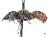  ( - CCDB-37882-D01)  @11 [ ] CreativeCommons - Attribution Share - Alike (2024) CBG Photography Group Centre for Biodiversity Genomics