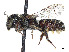  (Heriades occidentalis - CCDB-37882-D02)  @11 [ ] CreativeCommons - Attribution Share - Alike (2024) CBG Photography Group Centre for Biodiversity Genomics
