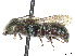  (Osmia inurbana - CCDB-37882-D03)  @11 [ ] CreativeCommons - Attribution Share - Alike (2024) CBG Photography Group Centre for Biodiversity Genomics