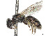  ( - CCDB-37882-E12)  @11 [ ] CreativeCommons - Attribution Share - Alike (2024) CBG Photography Group Centre for Biodiversity Genomics