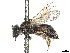  ( - CCDB-37882-F04)  @11 [ ] CreativeCommons - Attribution Share - Alike (2024) CBG Photography Group Centre for Biodiversity Genomics