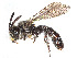  (Protandrena bakeri - CCDB-37883-E06)  @11 [ ] CreativeCommons - Attribution Share - Alike (2024) CBG Photography Group Centre for Biodiversity Genomics