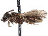  (Protandrena californicus - CCDB-37883-E08)  @11 [ ] CreativeCommons - Attribution Share - Alike (2024) CBG Photography Group Centre for Biodiversity Genomics