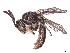  (Protandrena parvulus - CCDB-37883-F03)  @11 [ ] CreativeCommons - Attribution Share - Alike (2024) CBG Photography Group Centre for Biodiversity Genomics