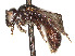  (Protandrena pauper - CCDB-37883-F04)  @11 [ ] CreativeCommons - Attribution Share - Alike (2024) CBG Photography Group Centre for Biodiversity Genomics