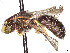  (Protandrena renimaculatus - CCDB-37883-F06)  @11 [ ] CreativeCommons - Attribution Share - Alike (2024) CBG Photography Group Centre for Biodiversity Genomics