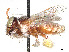  ( - CCDB-37884-A04)  @11 [ ] CreativeCommons - Attribution Share - Alike (2023) CBG Photography Group Centre for Biodiversity Genomics