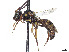  ( - CCDB-37884-B04)  @11 [ ] CreativeCommons - Attribution Share - Alike (2023) CBG Photography Group Centre for Biodiversity Genomics