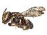  ( - CCDB-37884-D07)  @11 [ ] CreativeCommons - Attribution Share - Alike (2023) CBG Photography Group Centre for Biodiversity Genomics