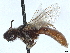  ( - CCDB-37885-A11)  @11 [ ] CreativeCommons - Attribution (2023) CBG Photography Group Centre for Biodiversity Genomics