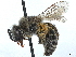 (Colletes productus - CCDB-37885-B01)  @11 [ ] CreativeCommons - Attribution (2023) CBG Photography Group Centre for Biodiversity Genomics