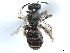  ( - CCDB-37885-B03)  @11 [ ] CreativeCommons - Attribution (2023) CBG Photography Group Centre for Biodiversity Genomics