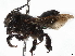  (Megachile bahamensis - CCDB-37885-B08)  @11 [ ] CreativeCommons - Attribution (2023) CBG Photography Group Centre for Biodiversity Genomics