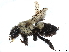  (Megachile mucida - CCDB-37885-C05)  @11 [ ] CreativeCommons - Attribution (2023) CBG Photography Group Centre for Biodiversity Genomics