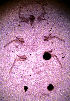  ( - ARC-PPRI SB18_1)  @12 [ ] CreativeCommons - Attribution Non-Commercial Share-Alike (2011) Mamadi Theresa Sethusa ARC-PPRI