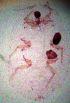  ( - ARC-PPRI SB18_2)  @12 [ ] CreativeCommons - Attribution Non-Commercial Share-Alike (2011) Mamadi Theresa Sethusa ARC-PPRI