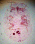  ( - ARC-PPRI SB18_4)  @12 [ ] CreativeCommons - Attribution Non-Commercial Share-Alike (2011) Mamadi Theresa Sethusa ARC-PPRI
