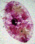  ( - ARC-PPRI SB32_4)  @12 [ ] CreativeCommons - Attribution Non-Commercial Share-Alike (2011) Mamadi Theresa Sethusa ARC-PPRI