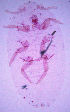  ( - ARC-PPRI SB94_5)  @11 [ ] CreativeCommons - Attribution Non-Commercial Share-Alike (2011) Mamadi Theresa Sethusa ARC-PPRI