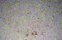  ( - ARC-PPRI SB132_3)  @11 [ ] CreativeCommons - Attribution Non-Commercial Share-Alike (2011) Mamadi Theresa Sethusa ARC-PPRI