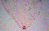  ( - ARC-PPRI SB234_9)  @12 [ ] CreativeCommons - Attribution Non-Commercial Share-Alike (2011) Mamadi Theresa Sethusa ARC-PPRI