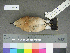  ( - USNM 641308)  @14 [ ] Copyright  Smithsonian Institution 2010 Unspecified