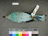  ( - USNM 641329)  @13 [ ] Copyright  Smithsonian Institution 2010 Unspecified