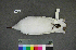  (Chroicocephalus ridibundus - USNM 641345)  @14 [ ] Copyright  Smithsonian Institution 2010 Unspecified