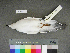  ( - USNM 641312)  @14 [ ] Copyright  Smithsonian Institution 2010 Unspecified