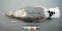  (Larus argentatus - USNM 641808)  @14 [ ] Unspecified (default): All Rights Reserved  Unspecified Unspecified