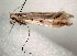  (Caloptilia PrunuspadusSiberia - NK531)  @13 [ ] Copyright (2017) Natalia Kirichenko Sukachev Institute of Forest SB RAS, Krasnoyarsk