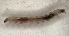  (Caloptilia acericola - NK539)  @12 [ ] Copyright (2017) Natalia Kirichenko Sukachev Institute of Forest SB RAS, Krasnoyarsk