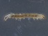  ( - NK619)  @11 [ ] Copyright (2018) Natalia Kirichenko Sukachev Institute of Forest SB RAS, Krasnoyarsk