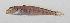  ( - PIL-208)  @11 [ ] CreativeCommons  Attribution Non-Commercial (by-nc) (2014) Unspecified Smithsonian Institution National Museum of Natural History