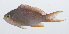 ( - PIL-235)  @11 [ ] CreativeCommons  Attribution Non-Commercial (by-nc) (2014) Unspecified Smithsonian Institution National Museum of Natural History