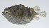  ( - PIL-274)  @11 [ ] CreativeCommons  Attribution Non-Commercial (by-nc) (2014) Unspecified Smithsonian Institution National Museum of Natural History