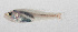  (Gymnapogon philippinus - PIL-293)  @11 [ ] CreativeCommons  Attribution Non-Commercial (by-nc) (2014) Unspecified Smithsonian Institution National Museum of Natural History
