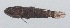  (Calumia profunda - PIL-305)  @11 [ ] CreativeCommons  Attribution Non-Commercial (by-nc) (2014) Unspecified Smithsonian Institution National Museum of Natural History